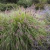 Pennisetum alopecuroides 'Red Head'