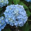 Hydrangea macrophylla 'Penny Mac' - Image 2