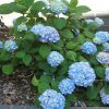 Hydrangea macrophylla 'Penny Mac'