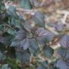 Physocarpus opulifolius 'Diablo' - Image 3