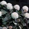 Physocarpus opulifolius 'Diablo'