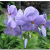 Phlox stolonifera 'Blue Ridge' - Image 2