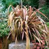 Phormium tenax - Image 3