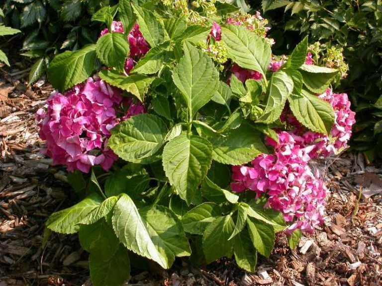 Hydrangea macrophylla ‘Pia’ | Kiefer Nursery: Trees, Shrubs, Perennials