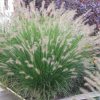 Pennisetum alopecuroides 'Piglet' - Image 2
