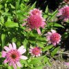 Echinacea purpurea 'Pink Double Delight' - Image 2