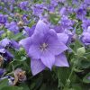 Platycodon grandiflorus 'Astra Double Blue'