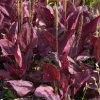Plantago major 'Rubrifolia'