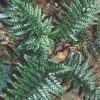 Polystichum mayebarae