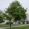 Platanus acerifolia 'Bloodgood' - Image 2