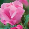 Rosa 'Radcon'  Pink Knock Out PP#15070