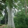 Platanus acerifolia 'Bloodgood'
