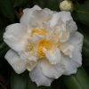 Camellia japonica 'Pride of Descanso'