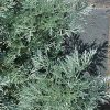 Artemisia 'Powis Castle'