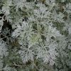 Artemisia 'Powis Castle' - Image 2