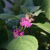 Callicarpa bodinieri var. giraldii 'Profusion' - Image 2