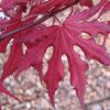 Acer palmatum 'Purple Ghost' - Image 2