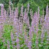 Agastache  'Purple Haze'