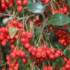 Pyracantha koidzumii 'Victory' - Image 3