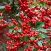 Pyracantha koidzumii 'Victory'