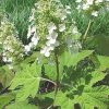 Hydrangea quercifolia 'Pee Wee'