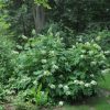 Hydrangea quercifolia 'Pee Wee' - Image 3