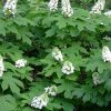 Hydrangea quercifolia 'Pee Wee' - Image 2