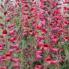 Digiplexus 'Illumination Raspberry'