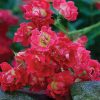 Rosa 'Meigalpio'  Red Drift PP#17877