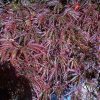 Acer palmatum var. dissectum 'Red Select' - Image 2