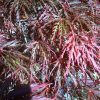 Acer palmatum var. dissectum 'Red Select'