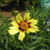 Coreopsis Big Bang(TM) 'Redshift' - Image 2