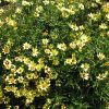 Coreopsis Big Bang(TM) 'Redshift'