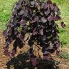Cercis canadensis 'Ruby Falls' - Image 2