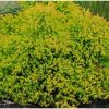 Thuja occidentalis 'Rheingold' - Image 2