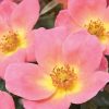 Rosa 'Radcor' Rainbow Knock Out PP#17346 - Image 2
