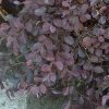 Loropetalum chinense 'Ruby' - Image 2
