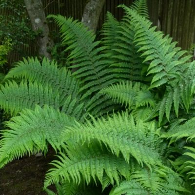 Dryopteris x complexa | Kiefer Nursery: Trees, Shrubs, Perennials