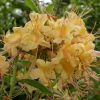 Rhododendron ' My Mary'