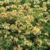 Rhododendron ' My Mary' - Image 3