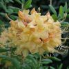 Rhododendron ' My Mary' - Image 2