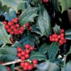 Ilex x 'Conin' (Robin™) - Image 2