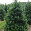 Ilex x 'Conin' (Robin™) - Image 3