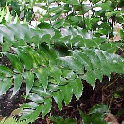 Cyrtomium falcatum 'Rochfordianum'