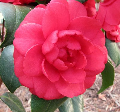 Camellia japonica 'Romany'
