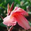 Canna 'Rose' - Image 2