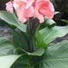 Canna 'Rose'