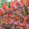Berberis thunbergii 'Rose Glow' - Image 3