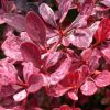 Berberis thunbergii 'Rose Glow' - Image 2