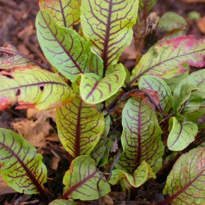 Rumex sanguineus ssp. sanguineus